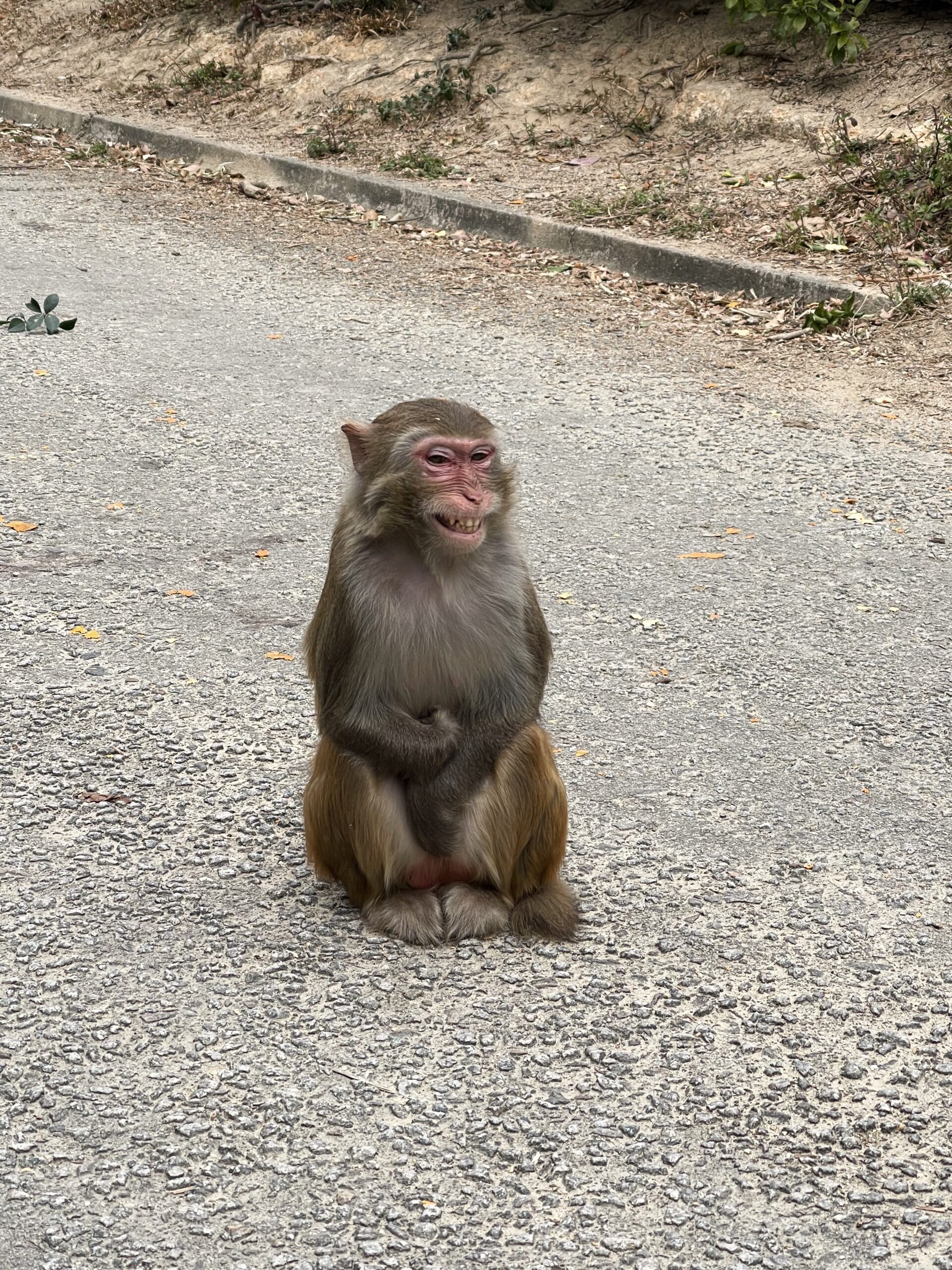 Is this monkey smiling, or just angry? I think it's the second.